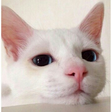 he******** profile image